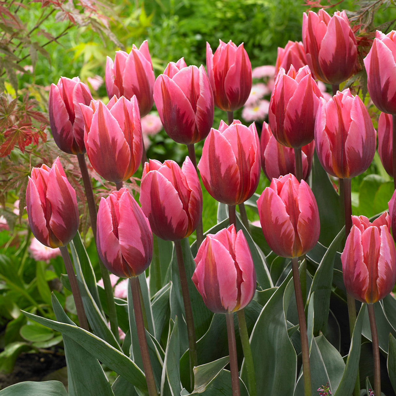 Tulip - Pretty Princess