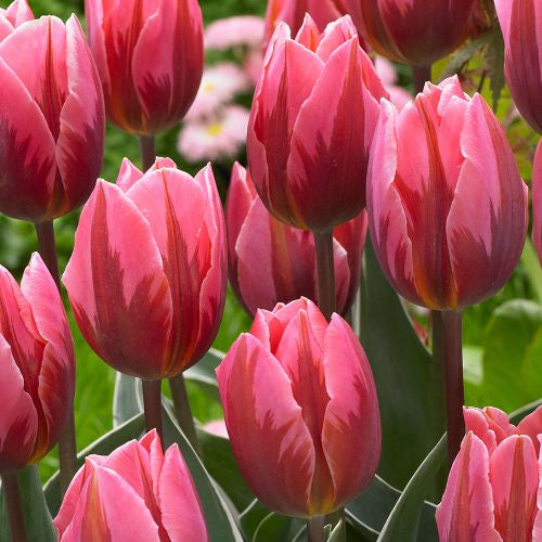 Tulip - Pretty Princess
