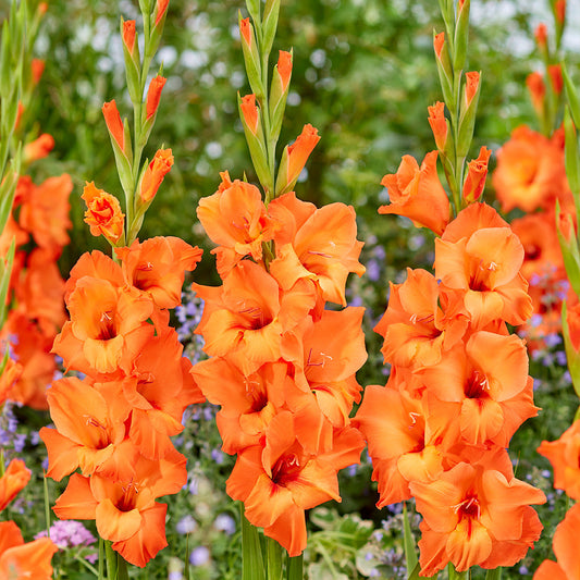 Gladioli - Prince of Orange