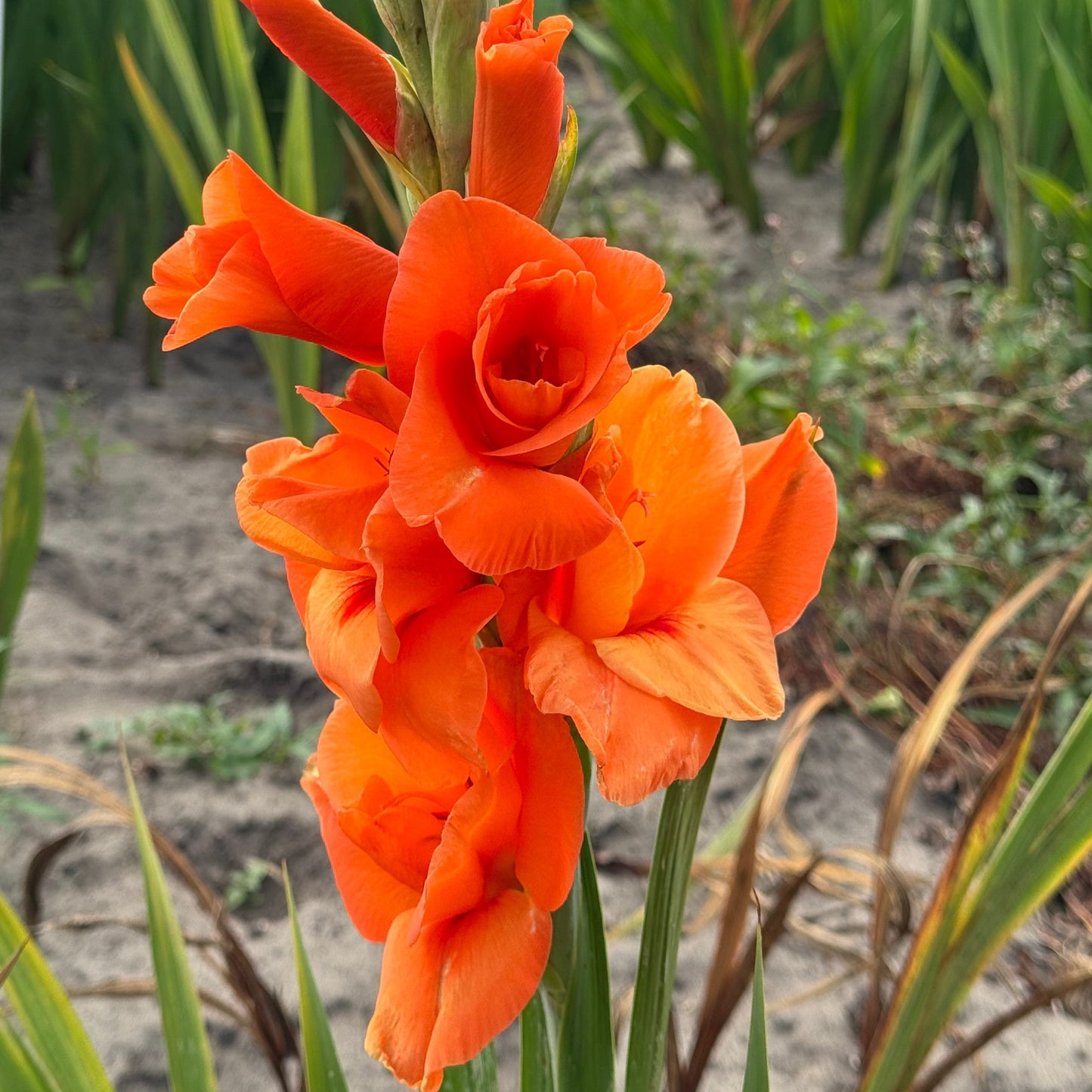 Gladioli - Prince of Orange