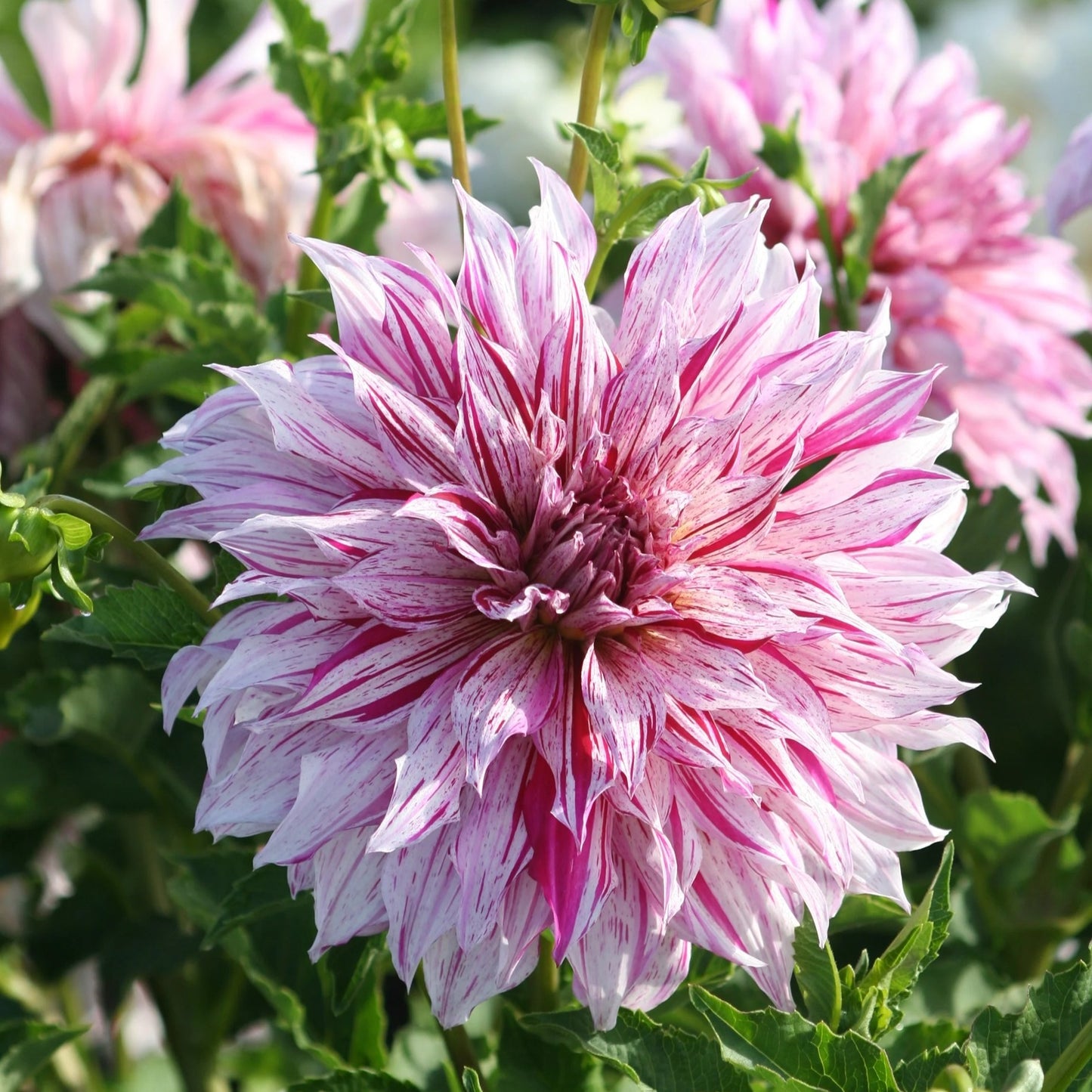 Mixed Dinnerplate Dahlias