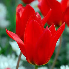 Tulip - Princeps