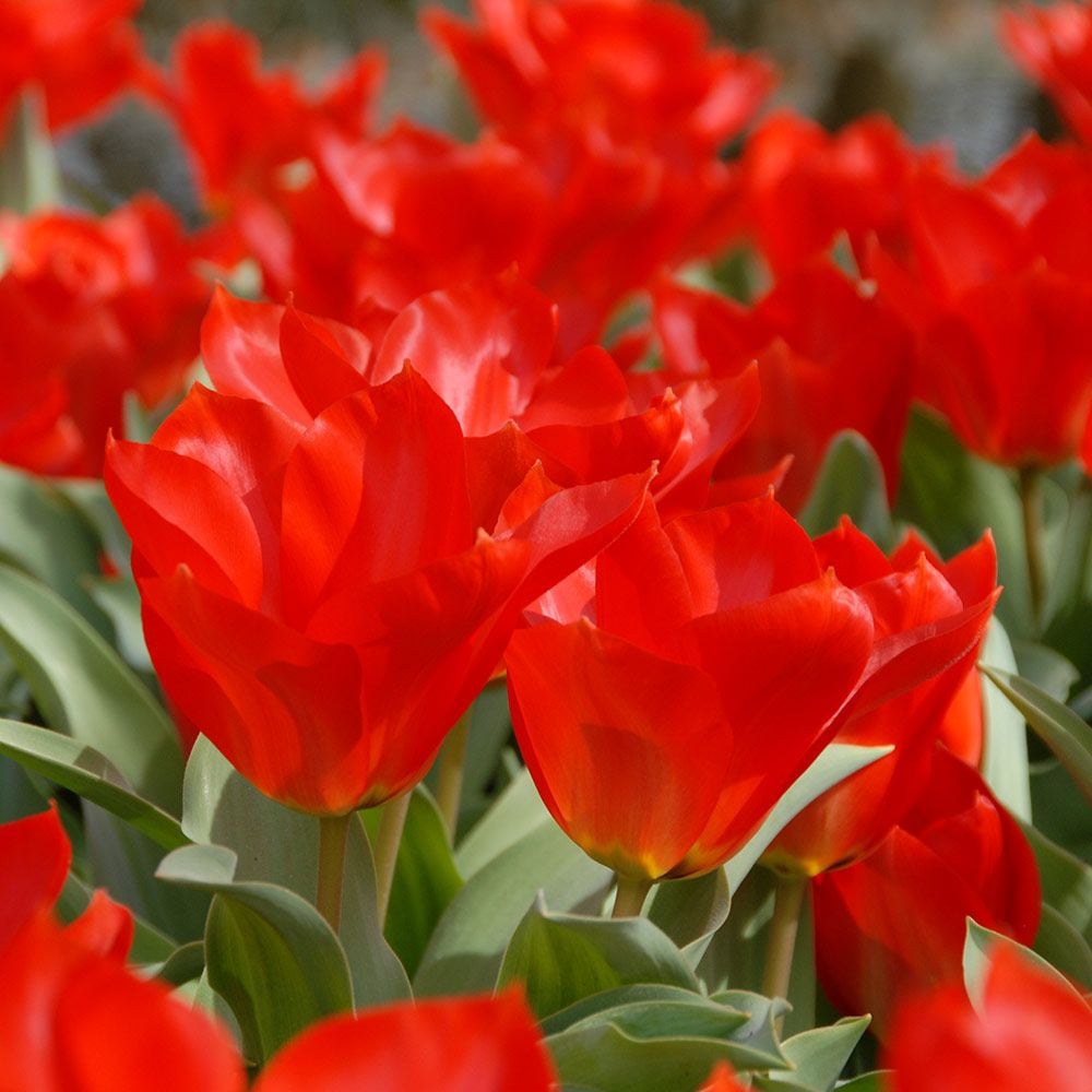 Tulip - Princeps