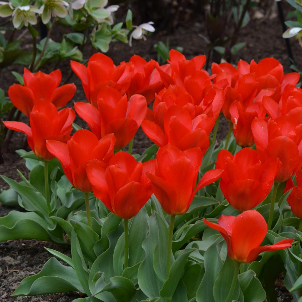Tulip - Princeps