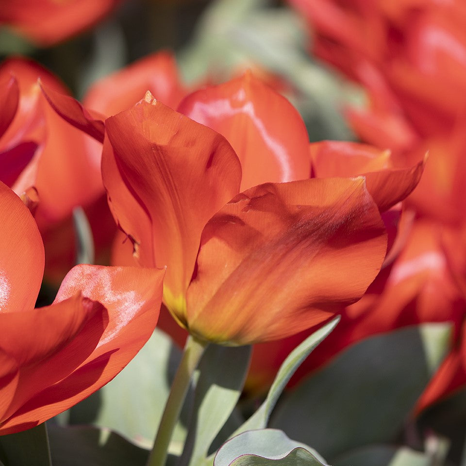 Tulip - Princeps