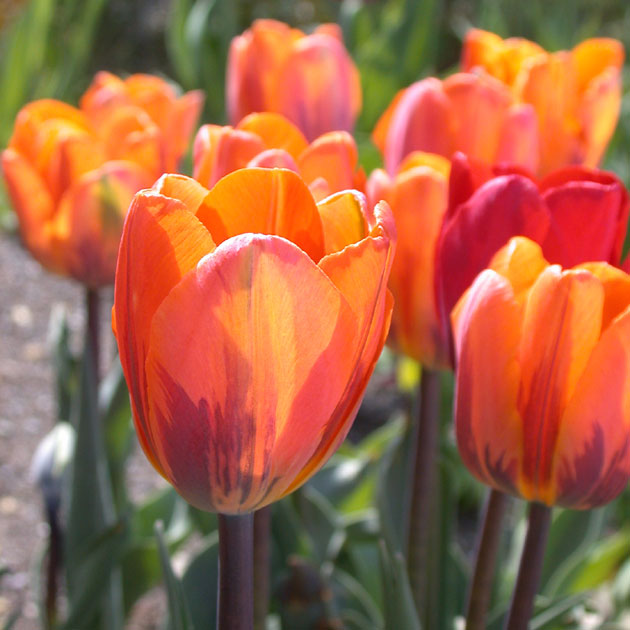 Tulip - Princess Irene