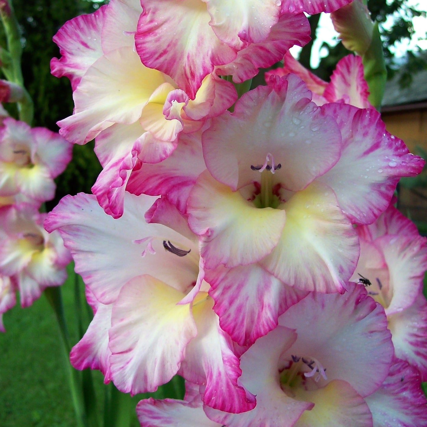 Gladioli  - Priscilla