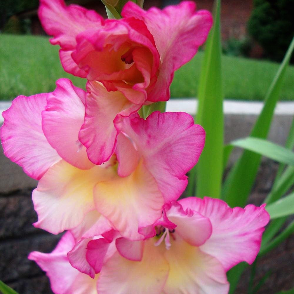 Gladioli  - Priscilla