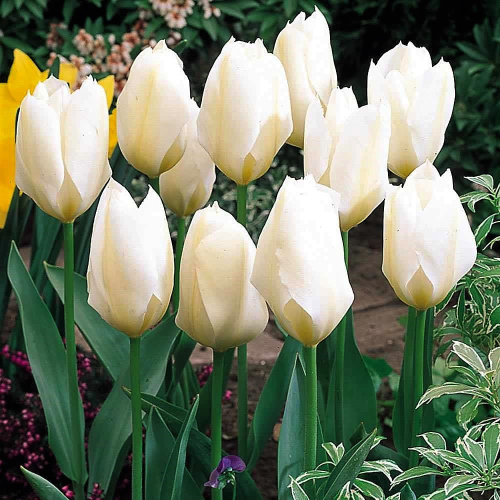 Tulip - Purissima