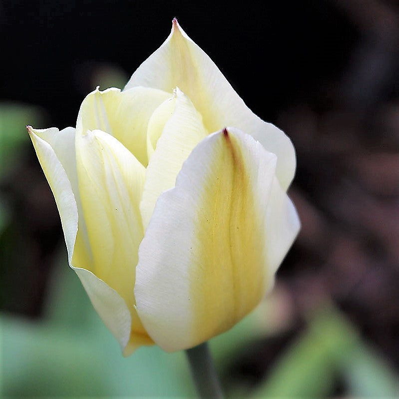 Tulip - Purissima