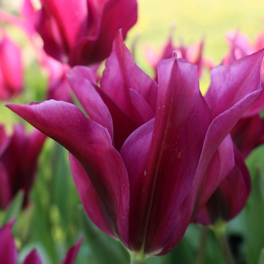 Tulip - Purple Doll