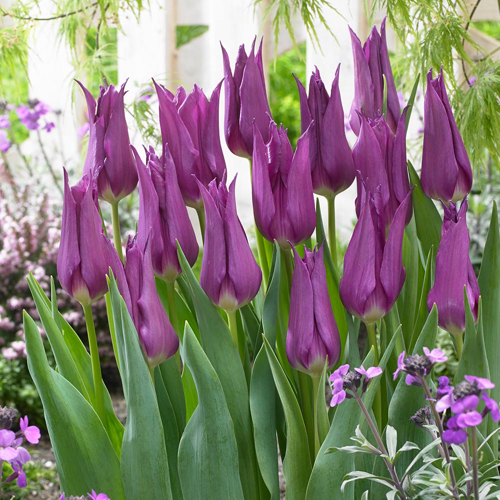 Tulip - Purple Dream