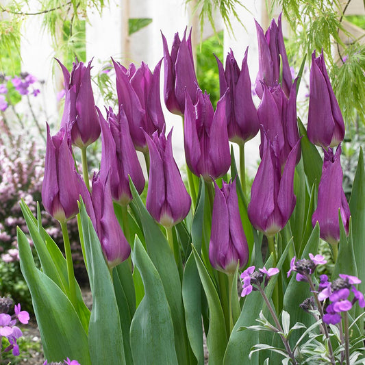 Tulip - Purple Dream