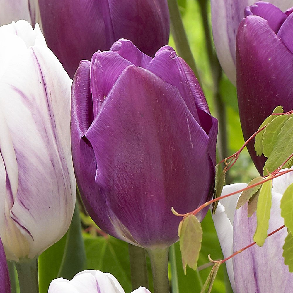 Tulip - Purple Flag