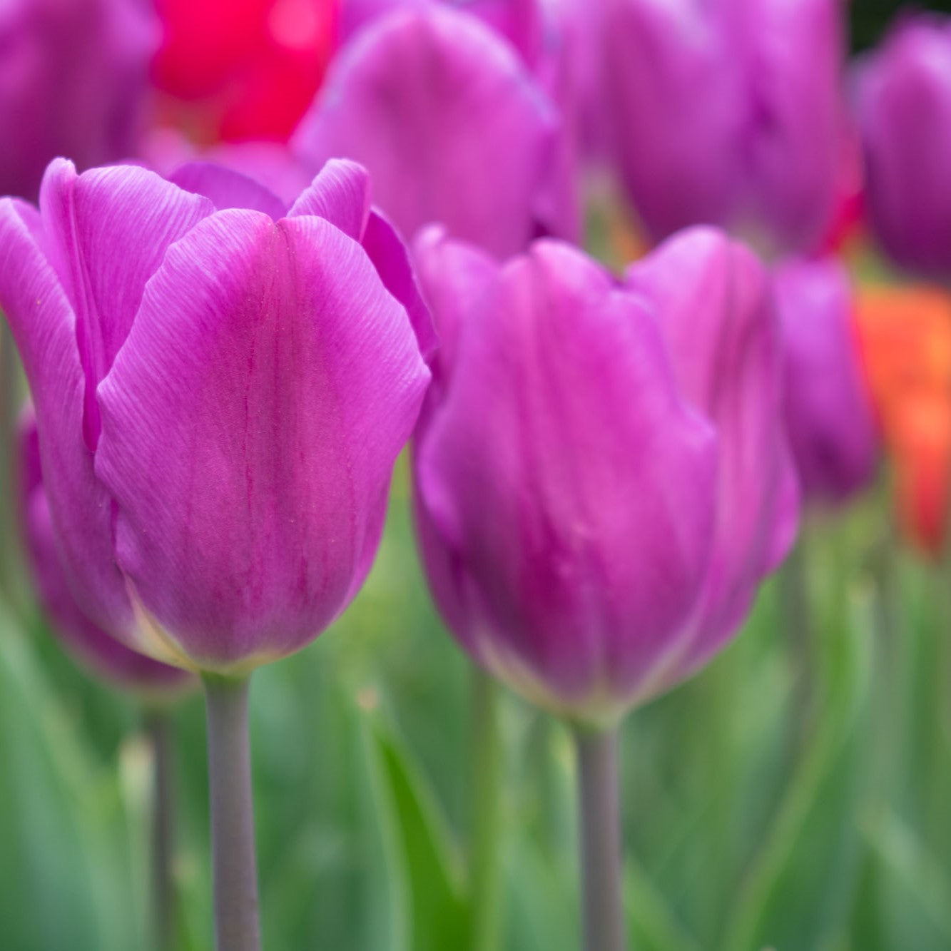 Tulip - Purple Flag