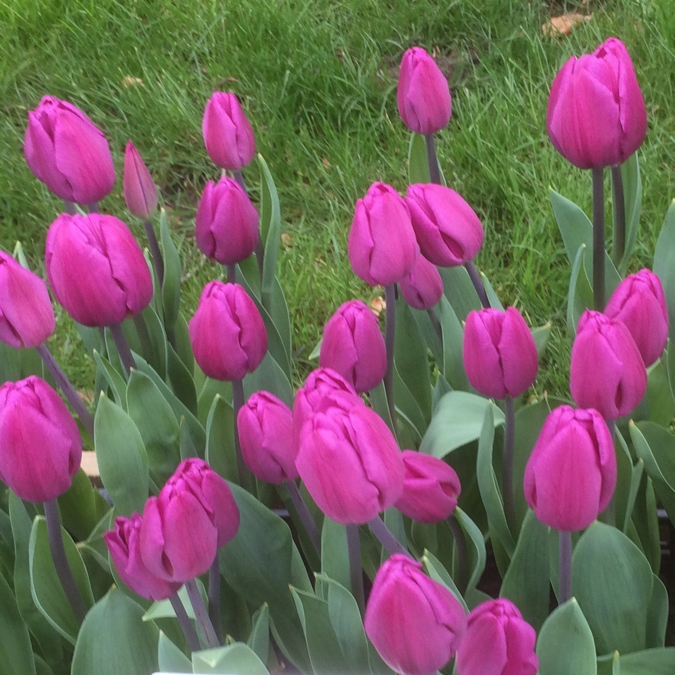 Tulip - Purple Flag