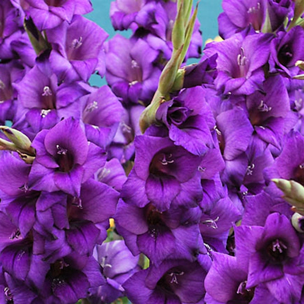 Gladioli - Purple Flora