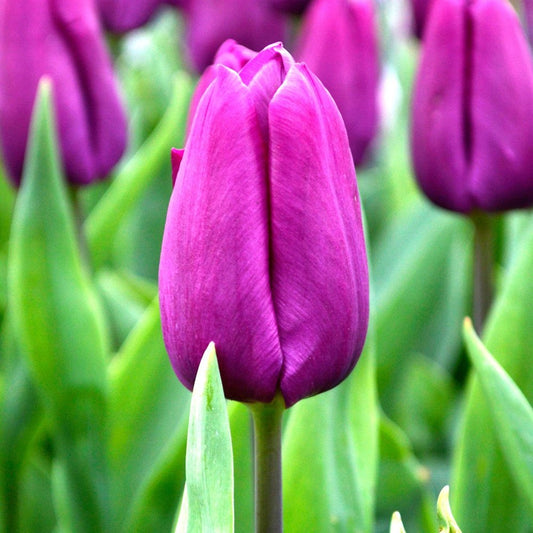 Tulip - Purple Prince