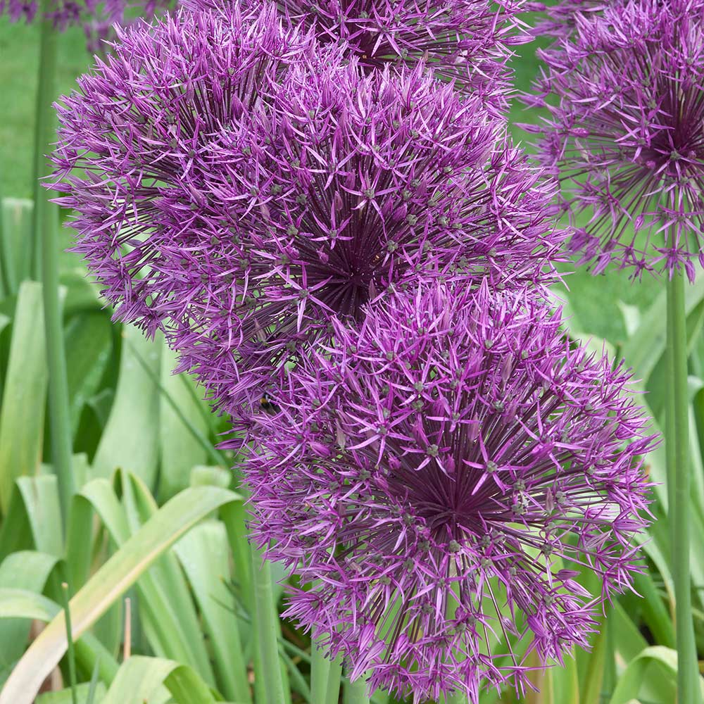 Allium - Purple Rain