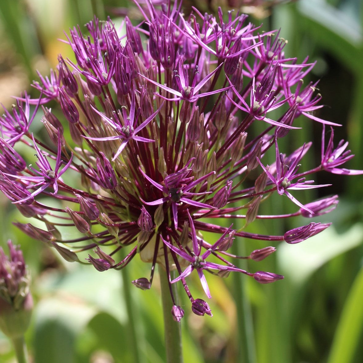 Allium - Purple Rain