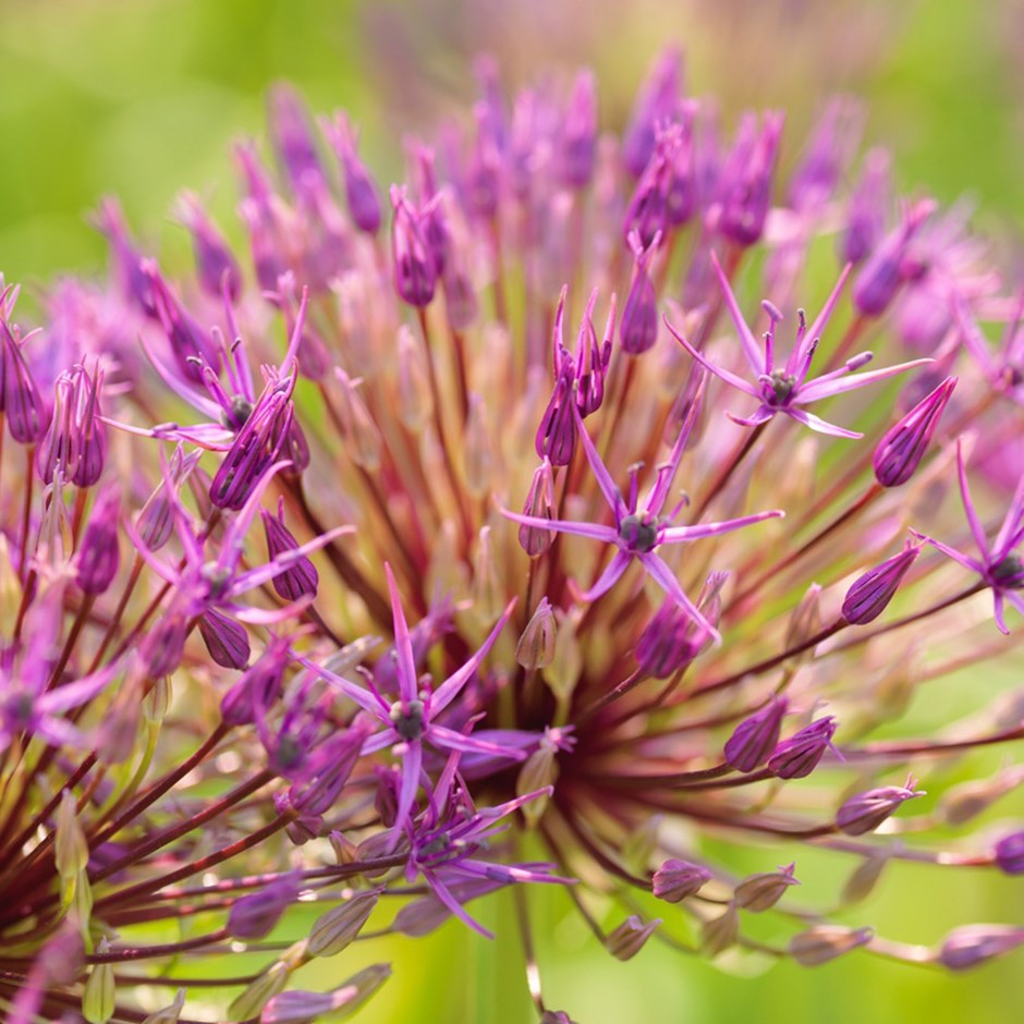 Allium - Purple Rain