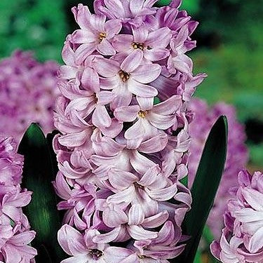 Hyacinth - Purple Star