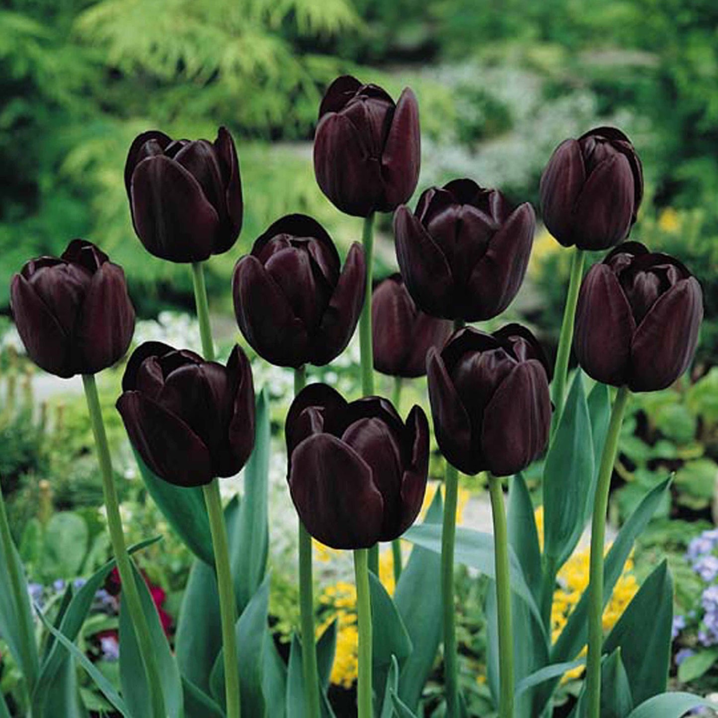 Tulip - Queen of Night