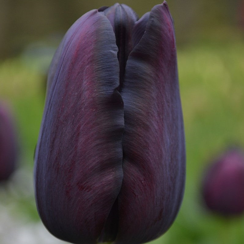 Black & White Triumph Tulip Collection.