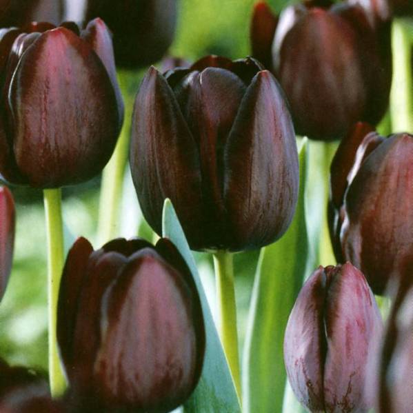 Tulip - Queen of Night