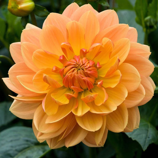 Dahlia Waterlily - Rancho