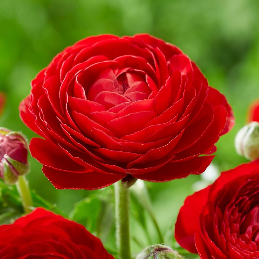 Ranunculus - Red