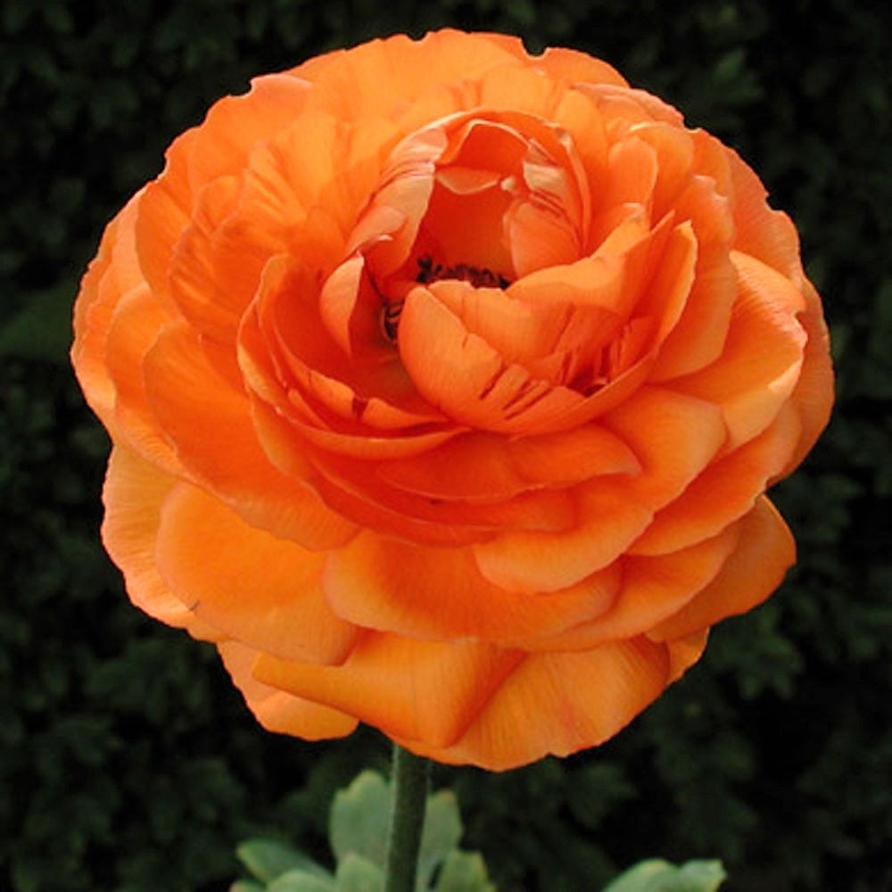 Ranunculus - Orange