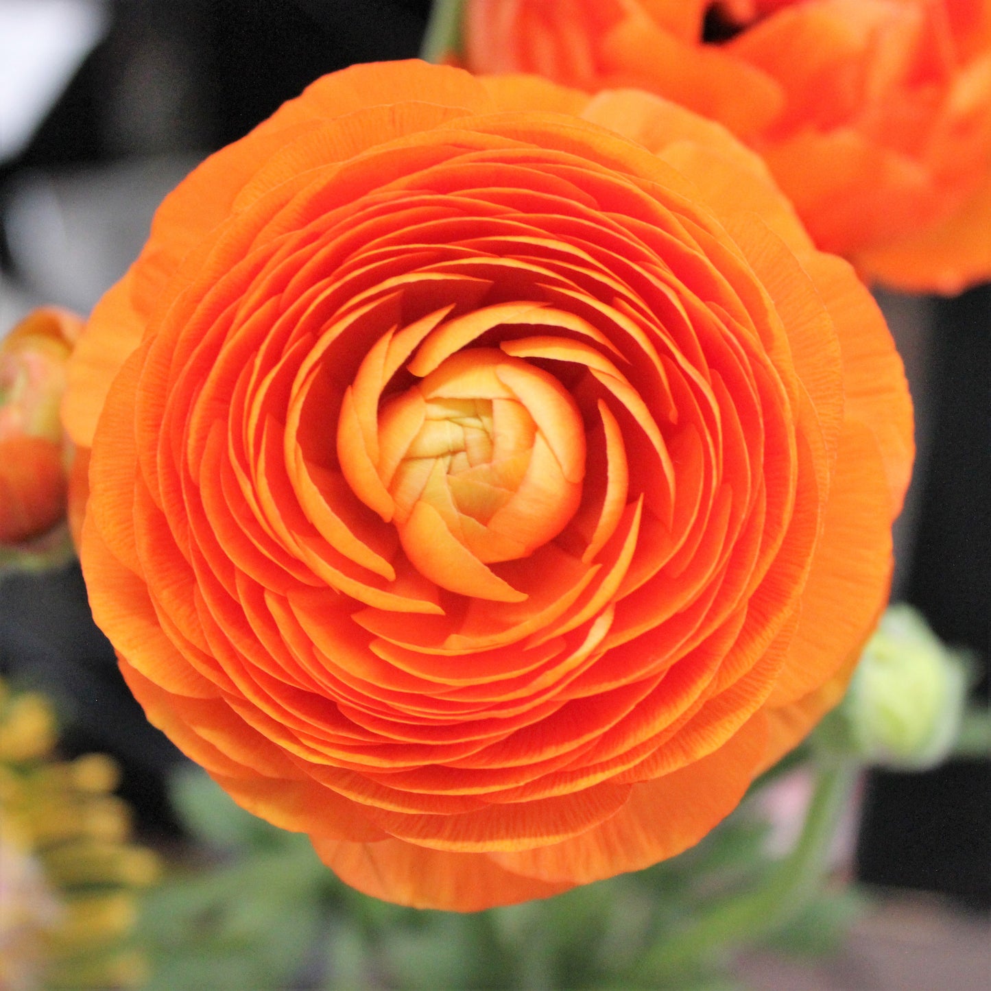 Ranunculus - Orange