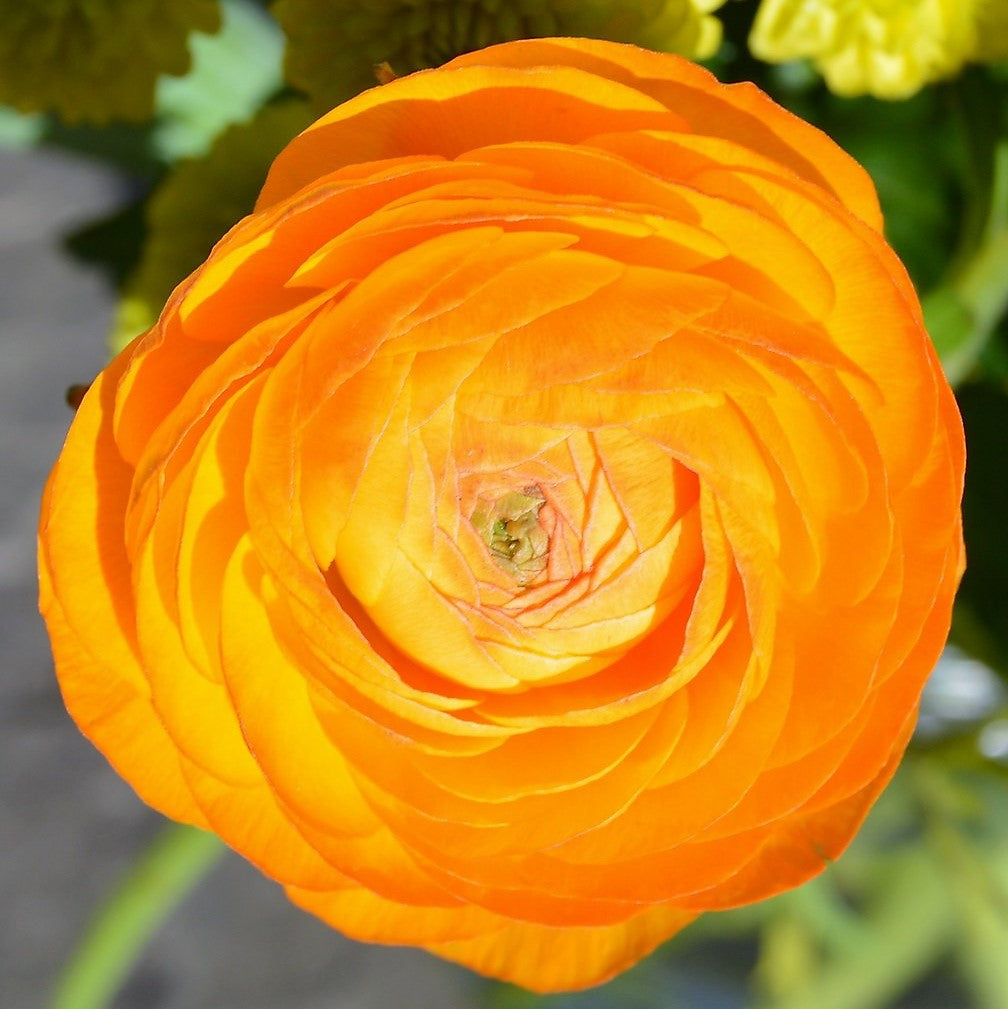 Ranunculus - Orange