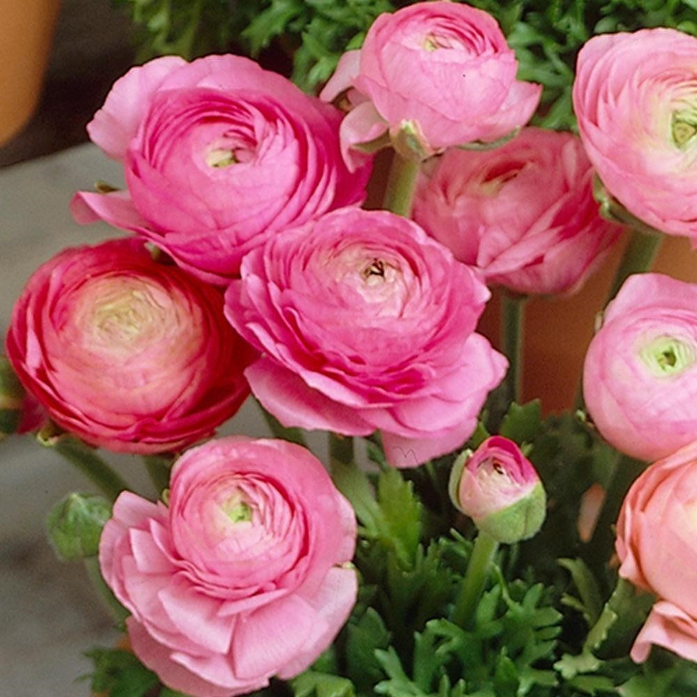 Ranunculus - Pink