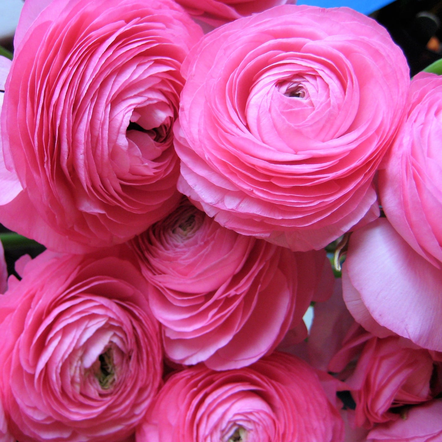 Ranunculus - Pink