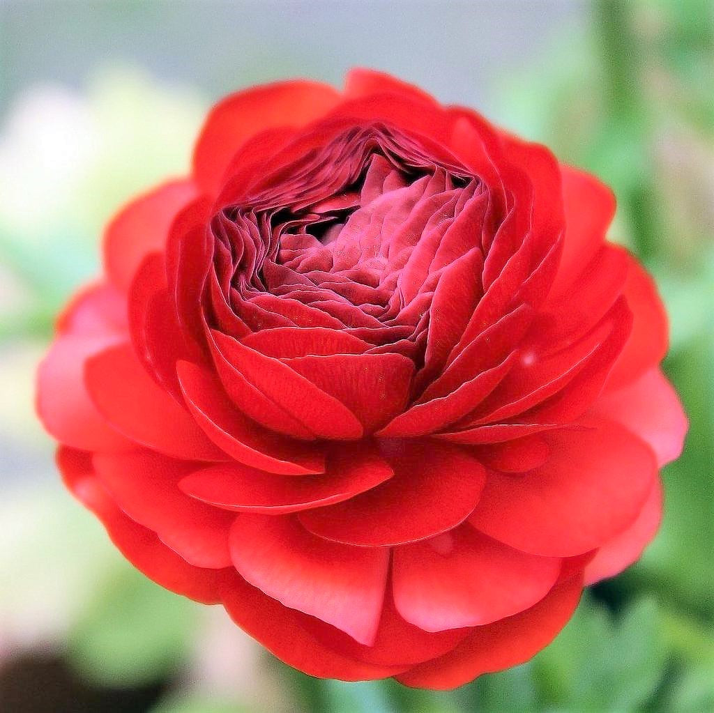 Ranunculus - Red