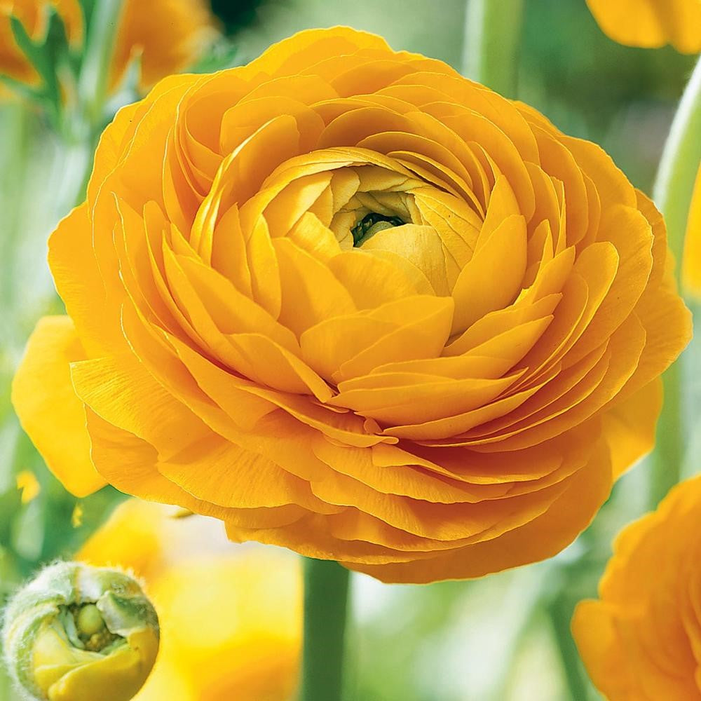 Ranunculus - Yellow