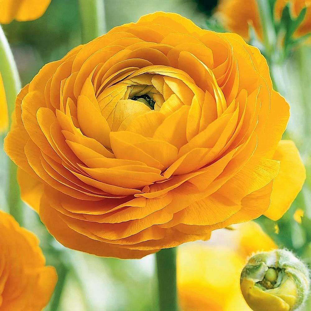 Ranunculus - Yellow