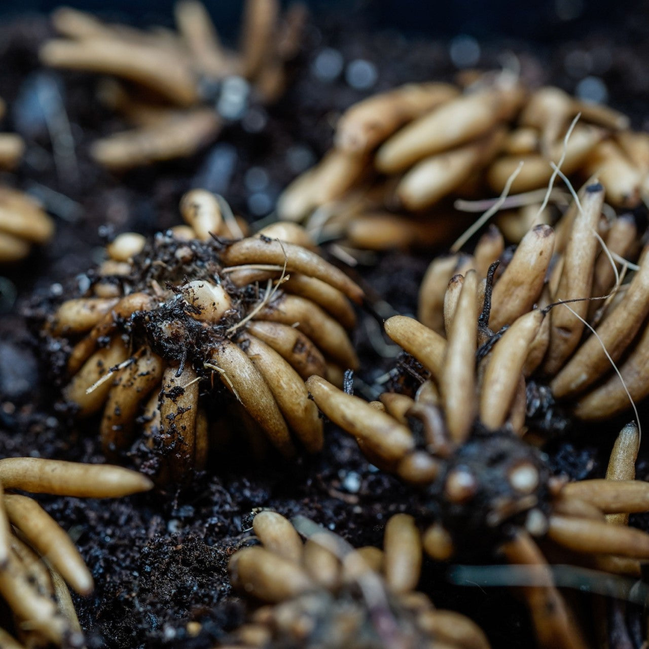 Ranunculus Corms