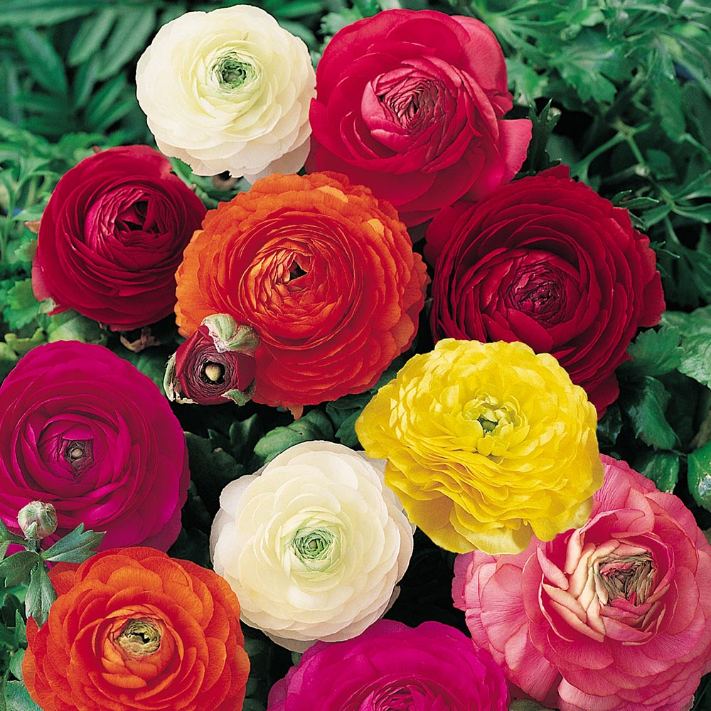 Ranunculus - Mixed