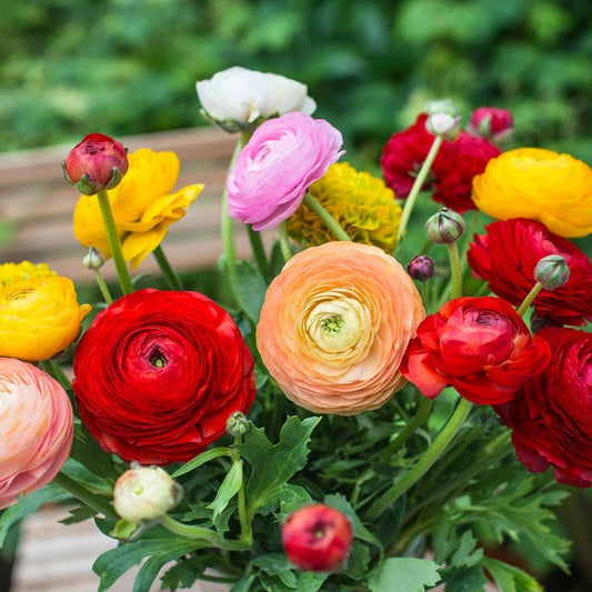 Ranunculus - Mixed