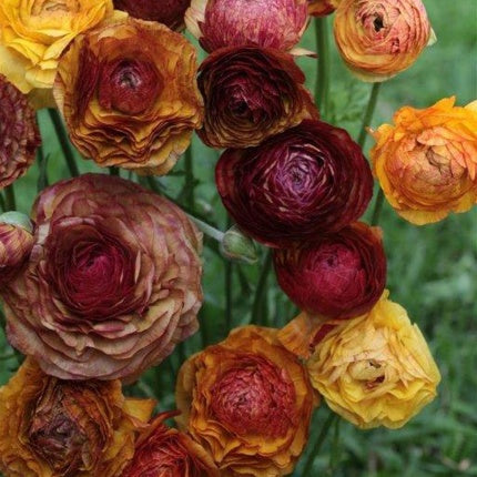 Ranunculus - Picotee Café