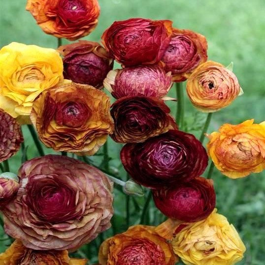 Ranunculus - Picotee Café