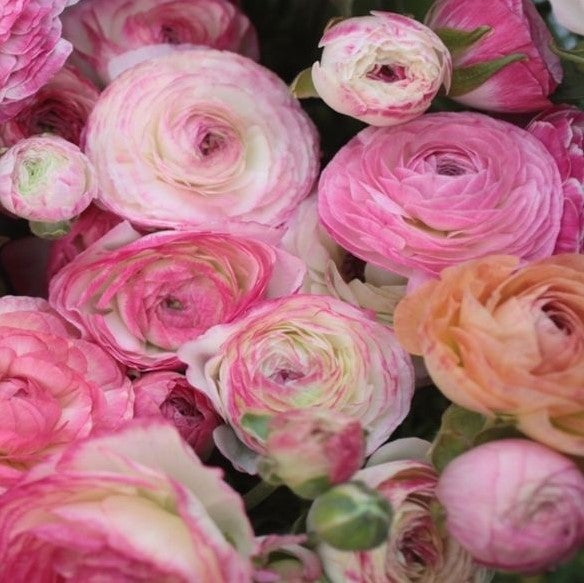 Ranunculus - Picotee Pink