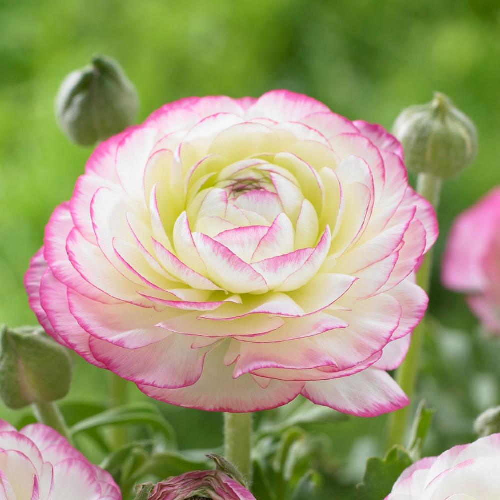 Ranunculus - Picotee Pink