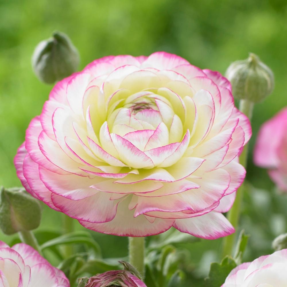 Ranunculus - Picotee Pink