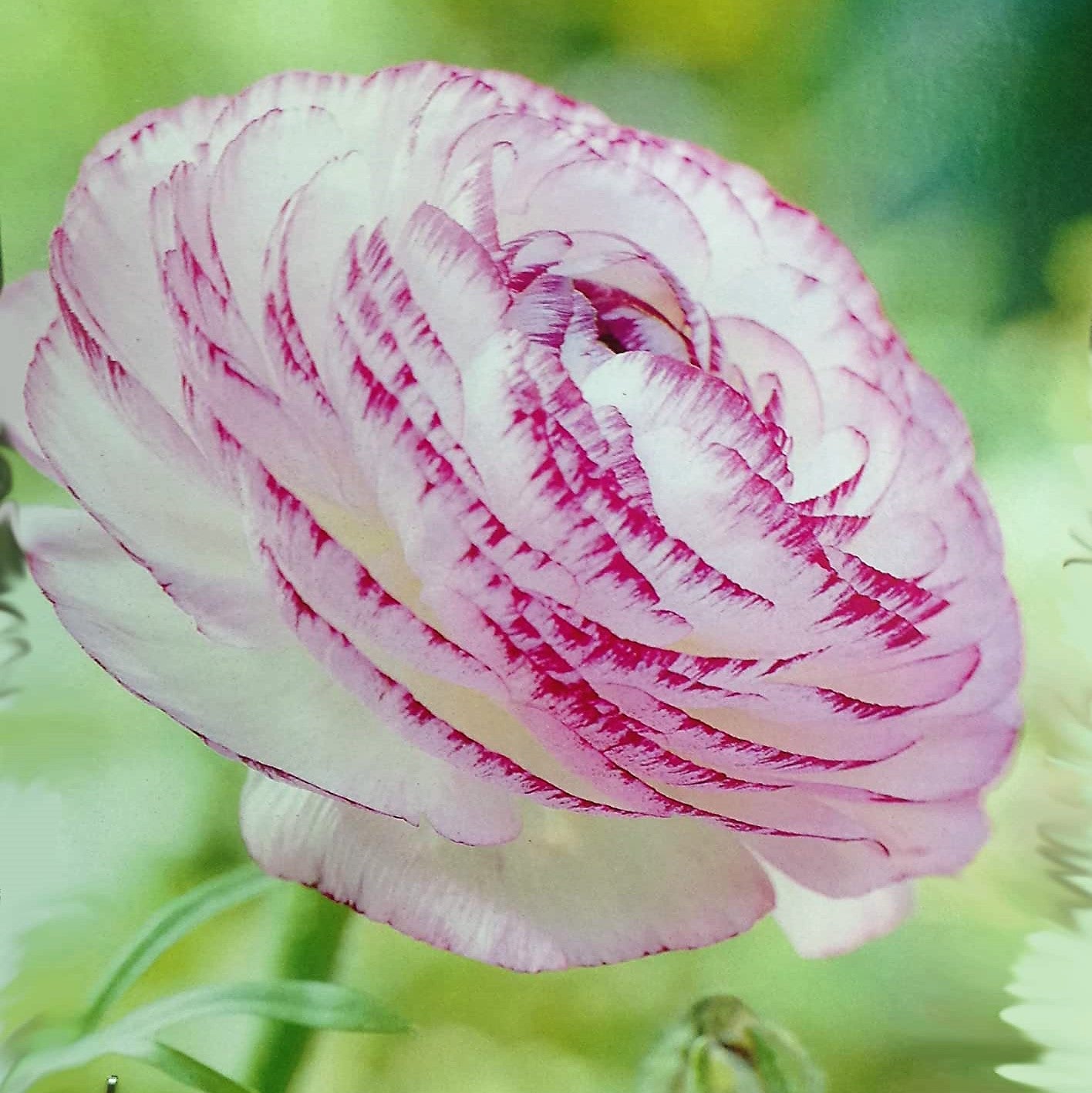 Ranunculus - Picotee Pink