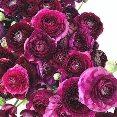 Ranunculus - Purple