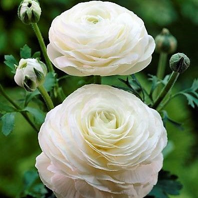 Ranunculus - White